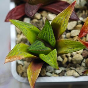 Haworthia Seedling MS024 Yoshida Retusa Dek Var, Rooted, 5cm