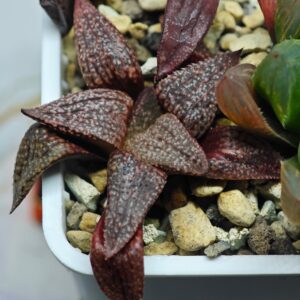 Haworthia Seedling Picta 739 Original MS025, Rooted, 5cm