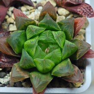 Haworthia Seedling Blue Lense x Marin VAR MS026, Rooted, 5cm