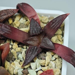 Haworthia Seedling Shimofuri MS028, Rooted, 5cm