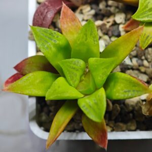 Haworthia Seedling MS 030 Pink Doll, Rooted, 5cm