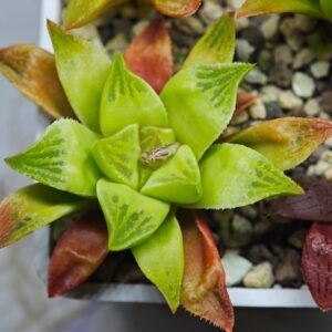 Haworthia Seedling MS 032 Pink Doll, Rooted, 6cm