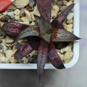 Haworthia Seedling MS 034 Halo, Rooted, 5cm