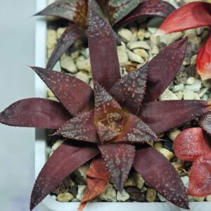 Haworthia Seedling Kotohime Wolf x Hanasakigani MS035, Rooted, 6cm