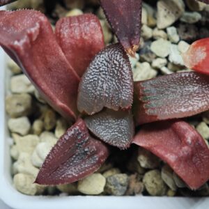 Haworthia Seedling MS 036 Picta, Rooted, 5cm