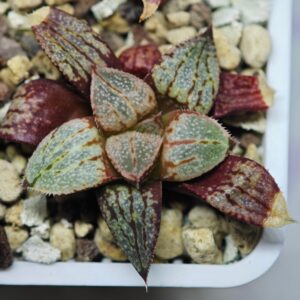 Haworthia Seedling Ukukhanya x Shironoshaka MS037, Rooted, 4cm