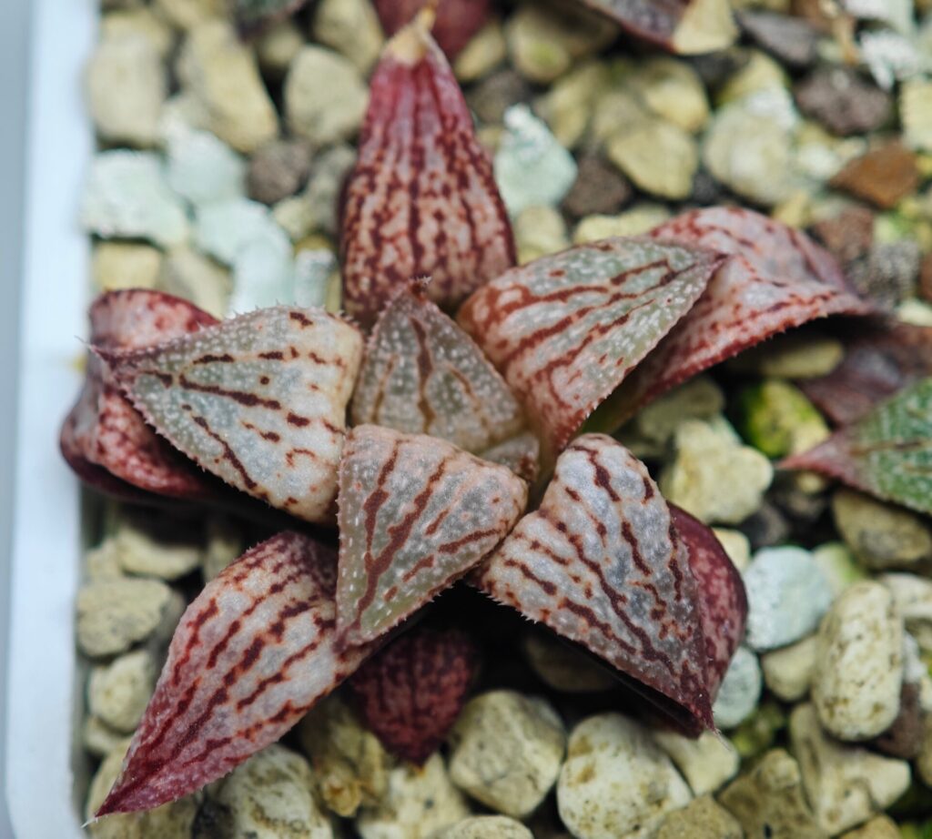 Haworthia Seedling Ukukhanya x Shironoshaka MS038 - 8
