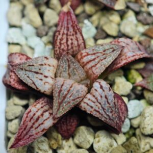 Haworthia Seedling Ukukhanya x Shironoshaka MS038, Rooted, 4cm