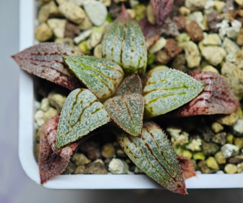 Home 10 Haworthia Seedling Ukukhanya x Shironoshaka MS039 - 7