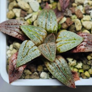Haworthia Seedling Ukukhanya x Shironoshaka MS039, Rooted, 5cm