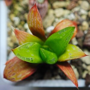 Haworthia Seedling Ukukhanya x Shironoshaka MS 040, Rooted, 5cm