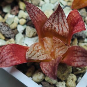 Haworthia Seedling Ukukhanya x Silvania MS044, Rooted, 4cm