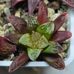 Haworthia Seedling Ukukhanya x Silvania MS045, Rooted, 5cm