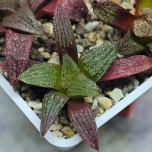 Haworthia Seedling Pink Lady Rain x Parthenon B MS047, Rooted, 5cm
