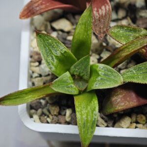 Haworthia Seedling MS 049 Parthenon B x Picta Maughanii, Rooted, 5cm