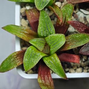 Haworthia Seedling Parthenon B x Picta Maug MS050, Rooted, 6cm