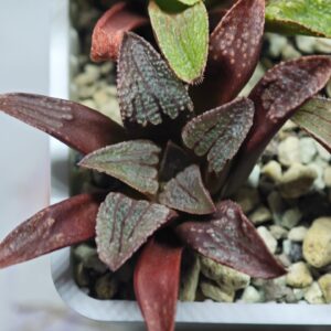 Haworthia Seedling MS 051 Parthenon B x Picta Maughanii, Rooted, 6cm