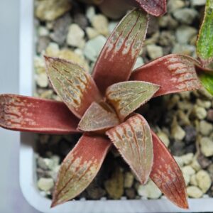 Haworthia Seedling Parthenon B x Picta Maug MS052, Rooted, 5cm