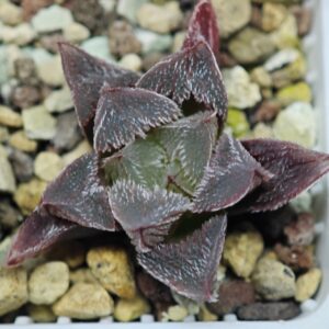 Haworthia Seedling Betsu Yamada x Paradise Flower MS057, Rooted, 4cm
