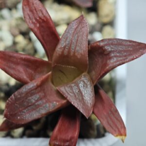 Haworthia Seedling MS058 Jelly Bear x Compto Var, Rooted, 5cm