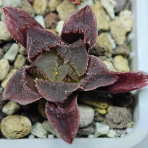 Haworthia Seedling Betsu Yamada x Paradise Flower MS059, Rooted, 4cm