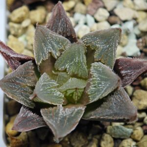 Haworthia Seedling Betsu Yamada x Paradise Flower MS061, Rooted, 5cm