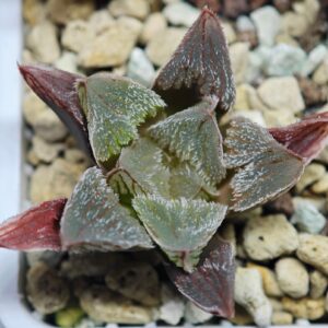 Haworthia Seedling Betsu Yamada x Paradise Flower MS063, Rooted, 4cm