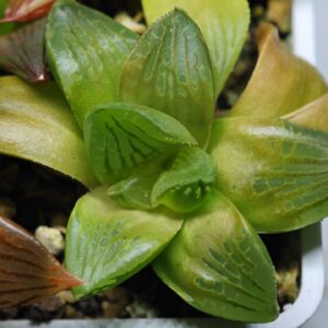 Haworthia Seedling Syoki x Cymbiformis MS065, Rooted, 6cm