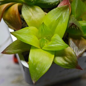 Haworthia Seedling Syoki x Cymbiformis MS067, Rooted, 6cm