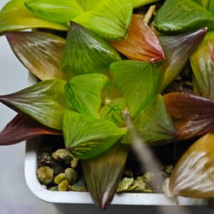 Haworthia Seedling Syoki x Cymbiformis MS068, Rooted, 6cm