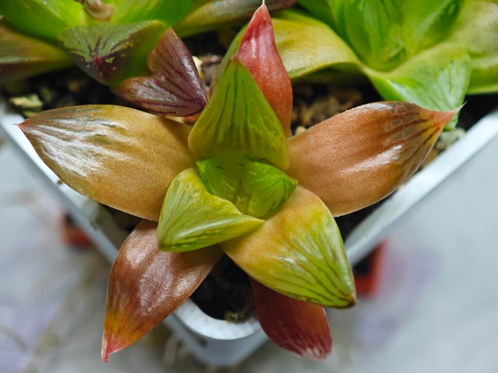 Haworthia Seedling Syoki x Cymbiformis MS066 - 6