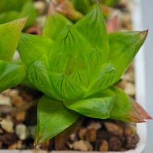 Haworthia Seedling MS069 Leightonii x Cymbiformis, Rooted, 5cm