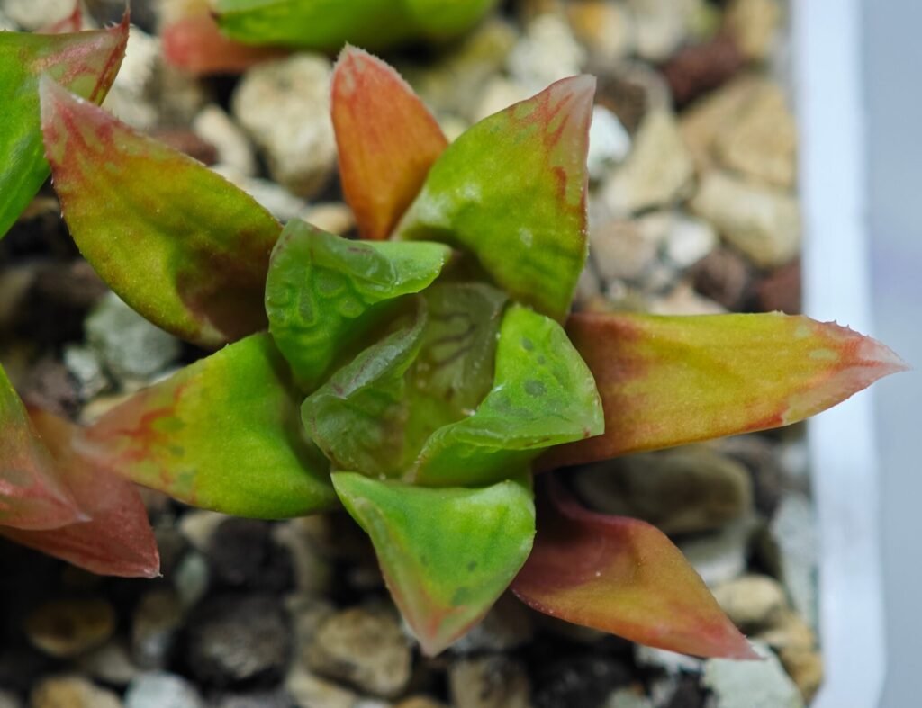 Haworthia Seedling MS 070 Tzzizunami x Cuspidata - 7
