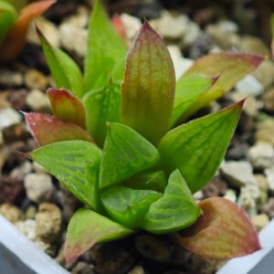 Haworthia Seedling MS071 Tzzizunami x Cuspidata, Rooted, 4cm