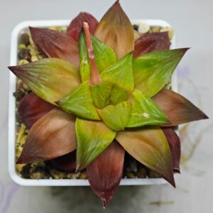 Haworthia Seedling Syoki x Cymbiformis MS073, Rooted, 8cm