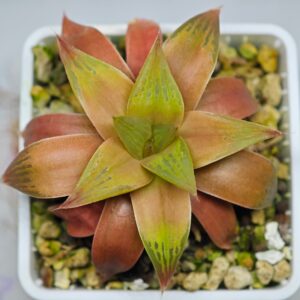 Haworthia Seedling Syoki x Cymbiformis MS074, Rooted, 7cm