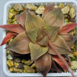 Haworthia Seedling Black Major x Cymbiformis MS075, Rooted, 6cm