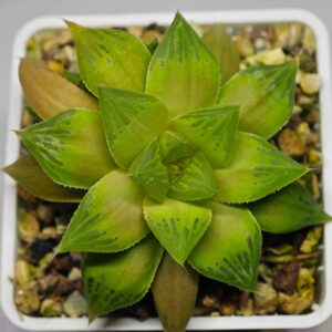 Haworthia Seedling Black Major x Cymbiformis MS076, Rooted, 7cm
