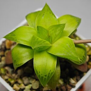 Haworthia Seedling Black Major x Cymbiformis MS077, Rooted, 6cm
