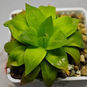 Haworthia Seedling Black Major x Cymbiformis MS078, Rooted, 6cm