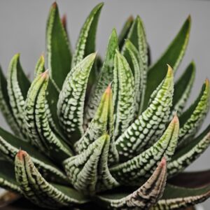 Haworthia Pumila cv. Emperor (皇帝) 1, Rooted, 10cm