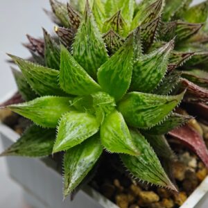 Haworthia Okubo HyōRyō (氷凌), Offset, Rooted, 6cm