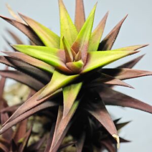 Haworthia Glabrata White Variegated, Offset 1, 7cm