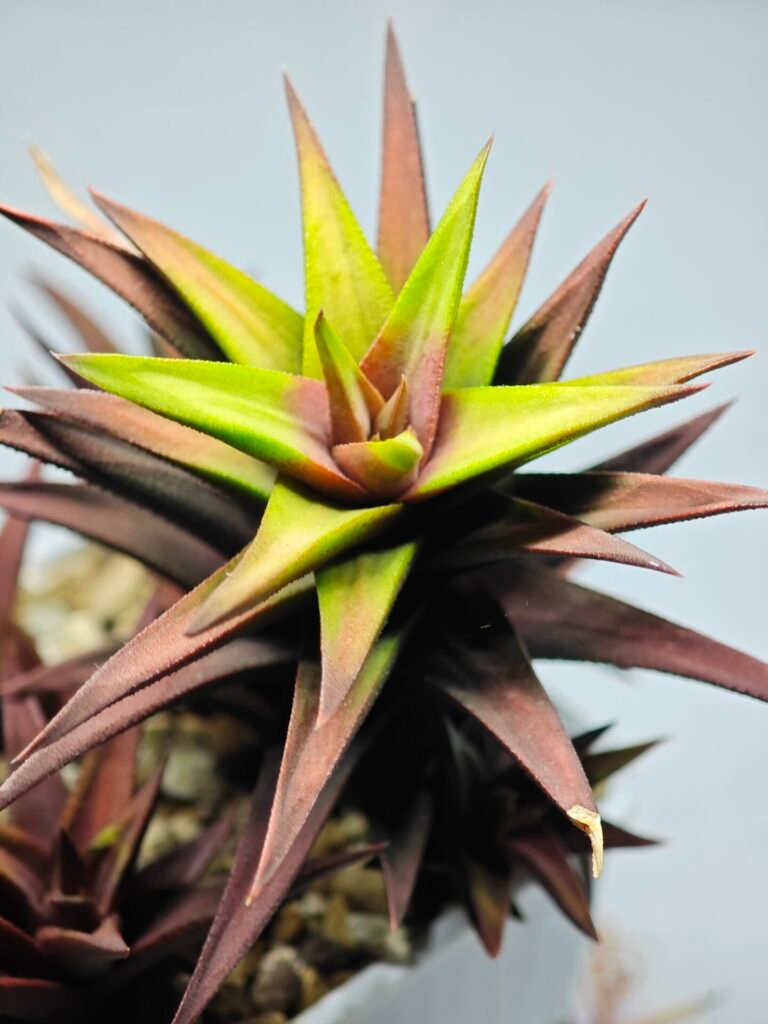 Portfolio 7 Haworthia Glabrata White Variegated - 9