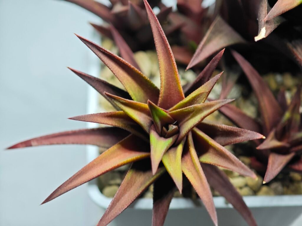 Portfolio 8 Haworthia Glabrata White Variegated - 2