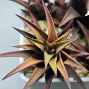 Haworthia Glabrata White Variegated, Offset 2, 7cm