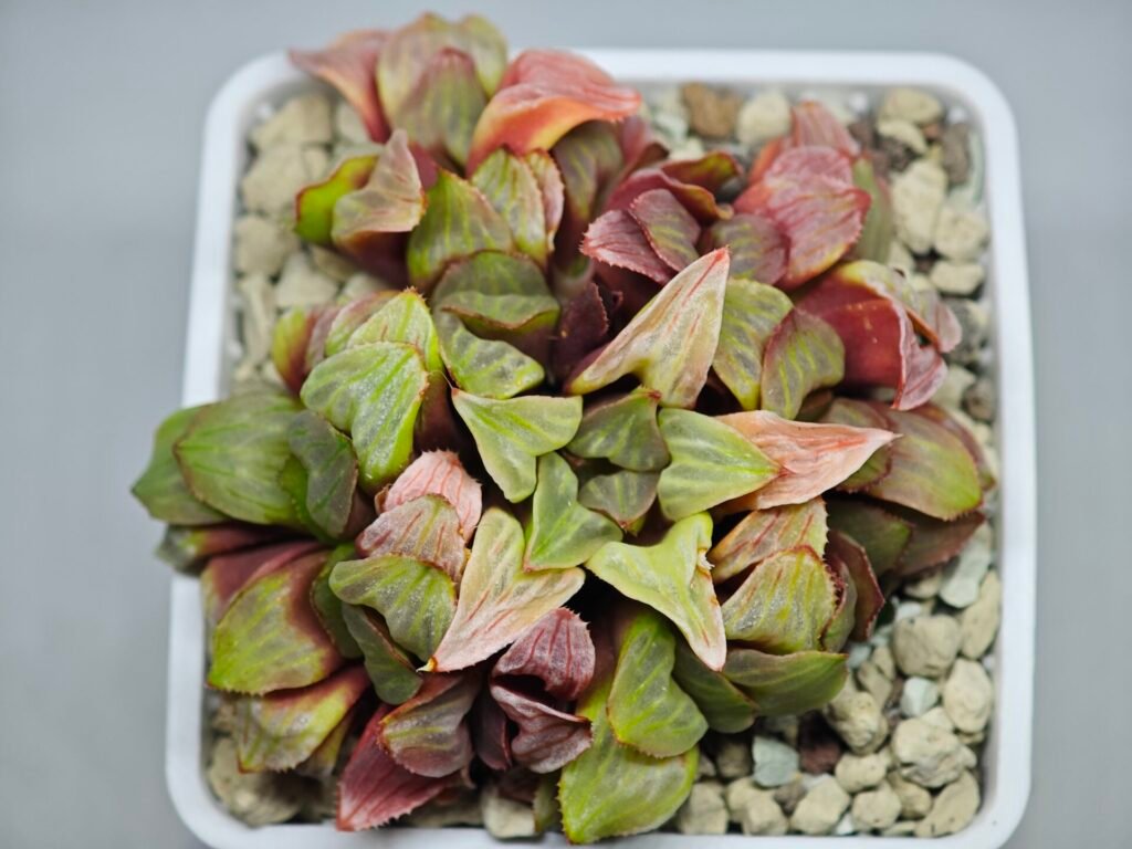 Haworthia Mutica x Byakuya (Midnight Sun) [电路板寿] - 9