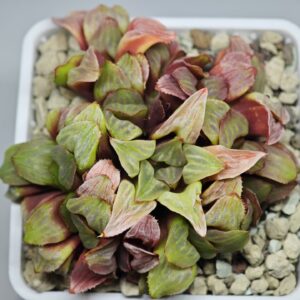 Haworthia Mutica x Byakuya (Midnight Sun) [电路板寿], cluster, Rooted, 7cm