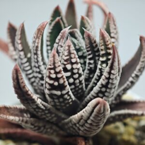 Haworthia Pumila cv. Emperor (皇帝) 2, Rooted, 8cm