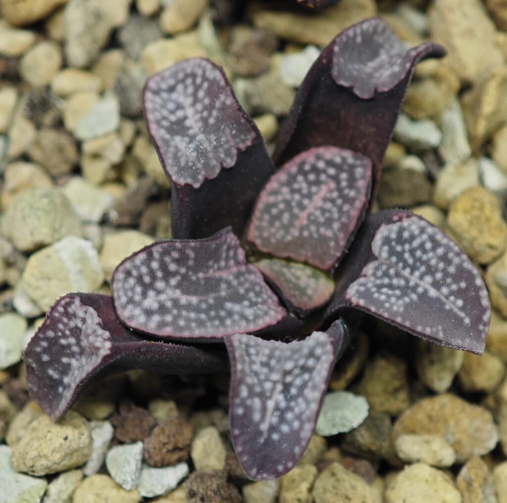 Portfolio 9 Haworthia Groenwaldii - 10